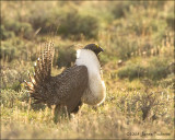 Sage Grouse
