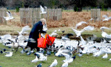 The birds mug an old lady for her shopping.