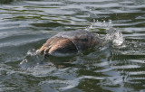 Great Crested Grebe diving