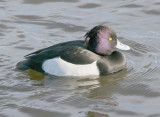 A Tufted duck.