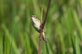 Rokitniczka (Acrocephalus schoenobaenus)