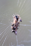 Cyclosa insulana