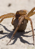 Dolomedes plantarius