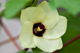 Okras Bloom