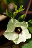 Okra Bloom