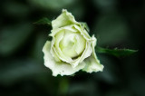 Virgin Rose