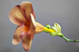 Red Allamanda