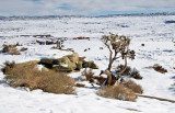 Arches Canyonlands-7.jpg