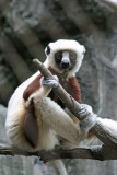  Coquerel's sifaka (lemur)