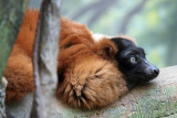 red lemur