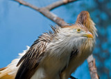 Guira cuckoo