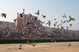 taking flight/Taj Mahal