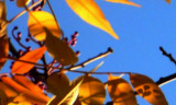 20071207 / reemerge
