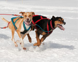 Course de traineaux  chiens (2), Ste-Agathe, 2010