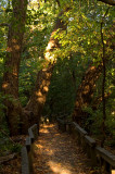 Sentier forestier (sans texte)