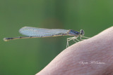 Damselfly