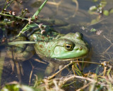  Green frog