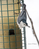  Nuthatch at the feeder