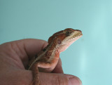 Baslisk lizard