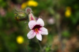 Flower 4