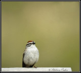 Chipping Sparrow