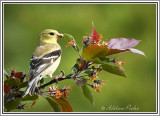 Female American Goldfinch