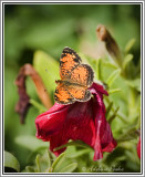 Fritillary Butterfly?