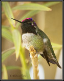 Annas Hummingbird