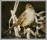 Juvenile White-crowned Sparrow?