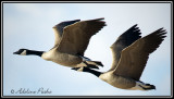 Canada Geese