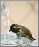 Annas Hummingbird at the fountain