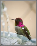 Annas Hummingbird at the fountain