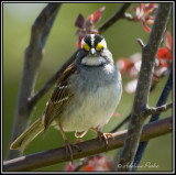 White -throated Sparrow