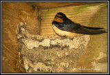 Barn swallow