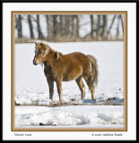 Pony with Winter Coat
