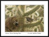 Cactus Wrens