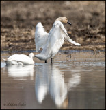 Tundra Swan Testing Its wings