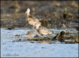 Marbled Godwits