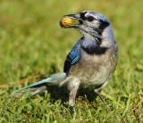 BLUE JAY