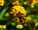 SNOWBERRY CLEARWING (Hemaris diffinis)