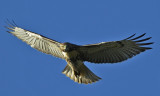 RED-TAILED HAWK