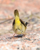 COMMON YELLOWTHROAT