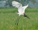 JABIRU