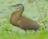 BARE-THROATED TIGER-HERON