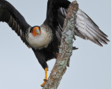 CRESTED CARACARA