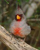 PYRRHULOXIA