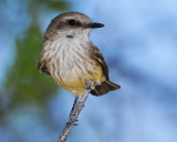 VERMILION FLYCATCHER