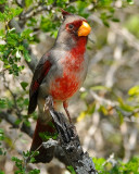 PYRRHULOXIA