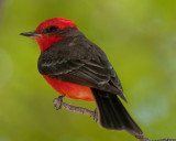 VERMILION FLYCATCHER