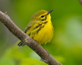 PRAIRIE WARBLER